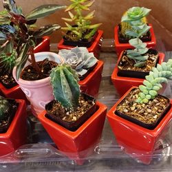 Cat's Gardens - Beautiful Mini Plants