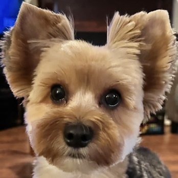 Pets Best - This is Louie who swallowed an acorn and had to have it removed from his stomach/digestive area. - Pet Insurance Near Me - Scottsdale, Arizona