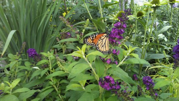 Strader S Garden Centers 1354 King Ave Columbus Oh Lawn Garden
