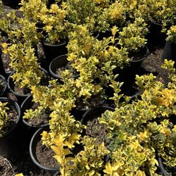Pine Hills Nursery