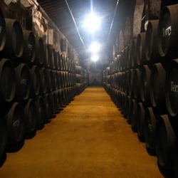 Bodegas Terry - Vista interior de las botas de una de las bodegas de Terry
