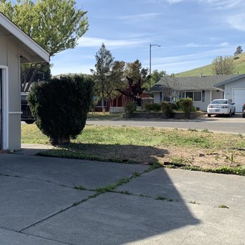 Tree Service Pro Vallejo - After Picture - Tree Services Near Me - Vallejo, California Tree Service Pro Vallejo - After Picture - Tree Services Near Me - Vallejo, California
