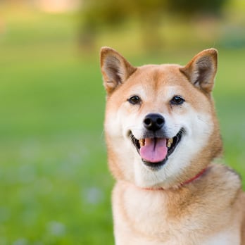 LuvFurBaby - Pet Services Near Me - Los Angeles, California LuvFurBaby - Pet Services Near Me - Los Angeles, California