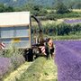 Les Lavendes d'Isabelle et Sébastien