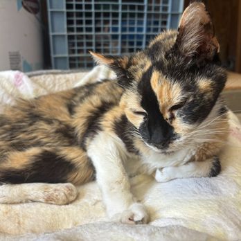 The Cat Doctor - Sweet Paisley my beautiful girl I love and miss you - Veterinarians Near Me - Thousand Oaks, California The Cat Doctor - Sweet Paisley my beautiful girl I love and miss you - Veterinarians Near Me - Thousand Oaks, California