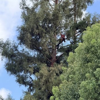 All Terrain Tree Service - Climbing! - Tree Services Near Me - Sacramento, California All Terrain Tree Service - Climbing! - Tree Services Near Me - Sacramento, California