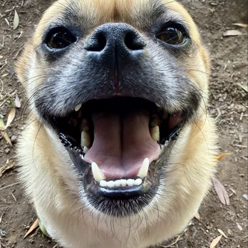 Dogs Go Walkin' - Dog Walkers Near Me