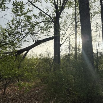 Outlaw Tree & Debris - Tree Services Near Me - Corinth, Mississippi