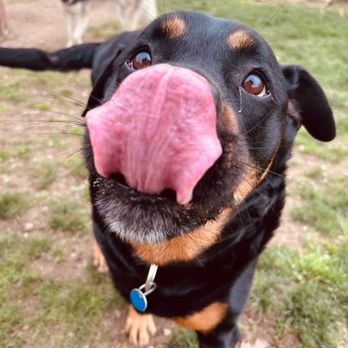 Fuzzz PlayGround - My girl has a blast here! - Pet Boarding Near Me - Grove City, Ohio