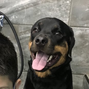 dog muzzle pet supermarket