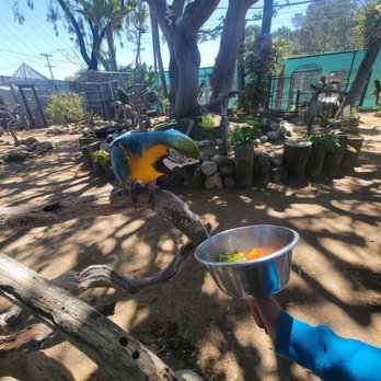 Free Flight - Animal Shelters Near Me - Del Mar, California Free Flight - Animal Shelters Near Me - Del Mar, California