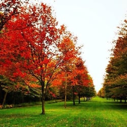 St Lawrence University - Fall colors