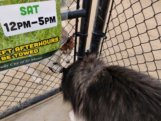 Fletcher Fetch Park by null