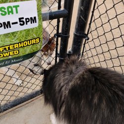 Fletcher “Fetch” Dog Park - Huskies