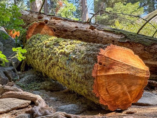 General Grant Tree by null