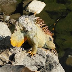 Venus Sunshine Spa - Neighborhood iguana in need of a massage...