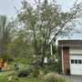 Photo of Marshall Tree Experts