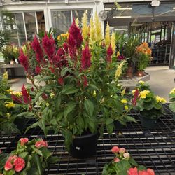 Gale's Garden Centers-Westlake