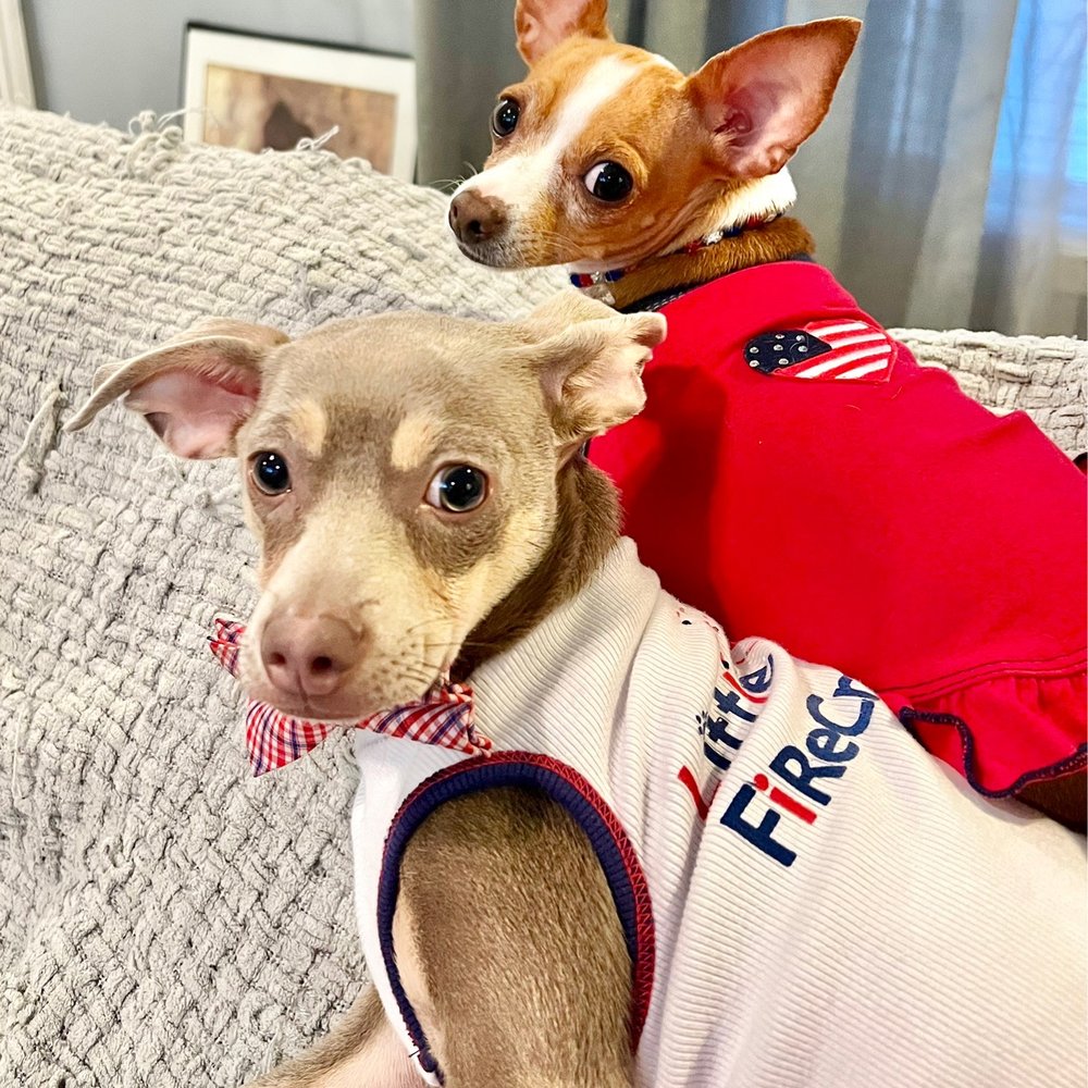 THE BEST 10 VETERINARIANS near HOUSTON, TX 77013 - Updated 2025 - Hours -  Yelp, image size:1000x1000