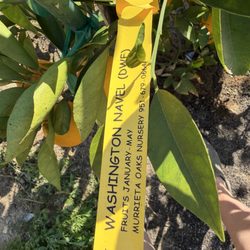 Murrieta Oaks Nursery - His nursery tag showing it was purchased there