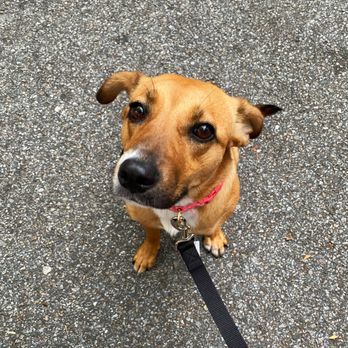 AMA Animal Rescue - Community Service/Non-Profit Near Me - Brooklyn, New York