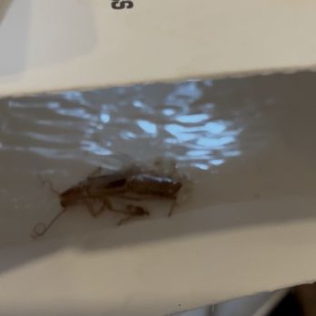 B & B Pest Control - Pest Control Near Me - Lynn, Massachusetts