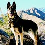 Photo of Guardian Pet & Home Care