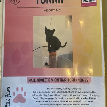 Nabi Cat Cafe - Adoption book - Themed Cafes Near Me - Santa Clara, California Nabi Cat Cafe - Adoption book - Themed Cafes Near Me - Santa Clara, California