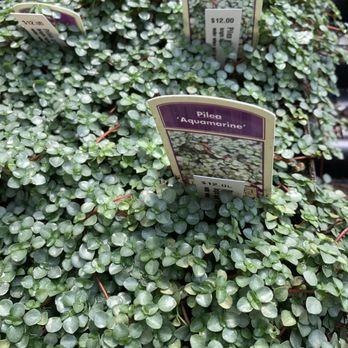 Buzz And Thrive Gardens - Nurseries & Gardening Near Me - Leominster, Massachusetts