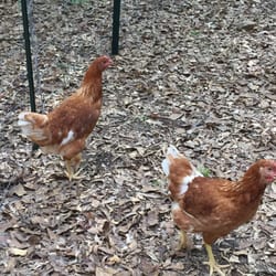 Country Boy Farm & Yard