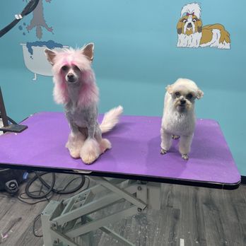 Top Paws Pet Salon - Pet Groomers Near Me - Eagle Mountain, Utah