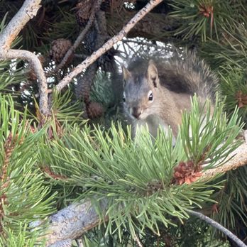 Heaton Bay Campground - July 20, 2026 - Lots of squirrels and chipmunks, and they loved teasing my dog. - Hiking Near Me - Silverthorne, Colorado Heaton Bay Campground - July 20, 2026 - Lots of squirrels and chipmunks, and they loved teasing my dog. - Hiking Near Me - Silverthorne, Colorado