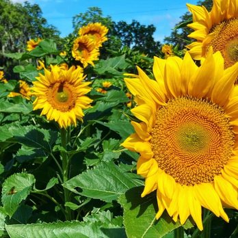 Sweetfields Farm - Farmers Market Near Me - Masaryktown, Florida