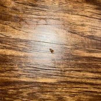 Serenity Home Advisors - Another roach that the pest control guy "didn't see" - Property Management Near Me - Springfield, Missouri Serenity Home Advisors - Another roach that the pest control guy "didn't see" - Property Management Near Me - Springfield, Missouri