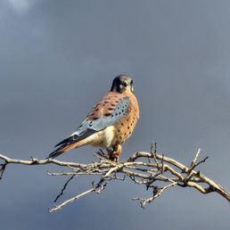 An American Kestrel spotted on the Damonte Ranch Wetlands Trail An American Kestrel spotted on the Damonte Ranch Wetlands Trail