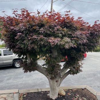 ZenTree - Japanese maple before pruning - Tree Services Near Me ZenTree - Japanese maple before pruning - Tree Services Near Me