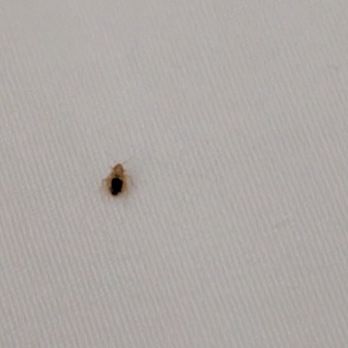Hampton Inn Raleigh/Garner - Bedbug - Hotels Near Me - Garner, North Carolina