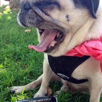 Victoria Groves Park - Sunny refuses to walk anymore - Parks Near Me - Rancho Cucamonga, California