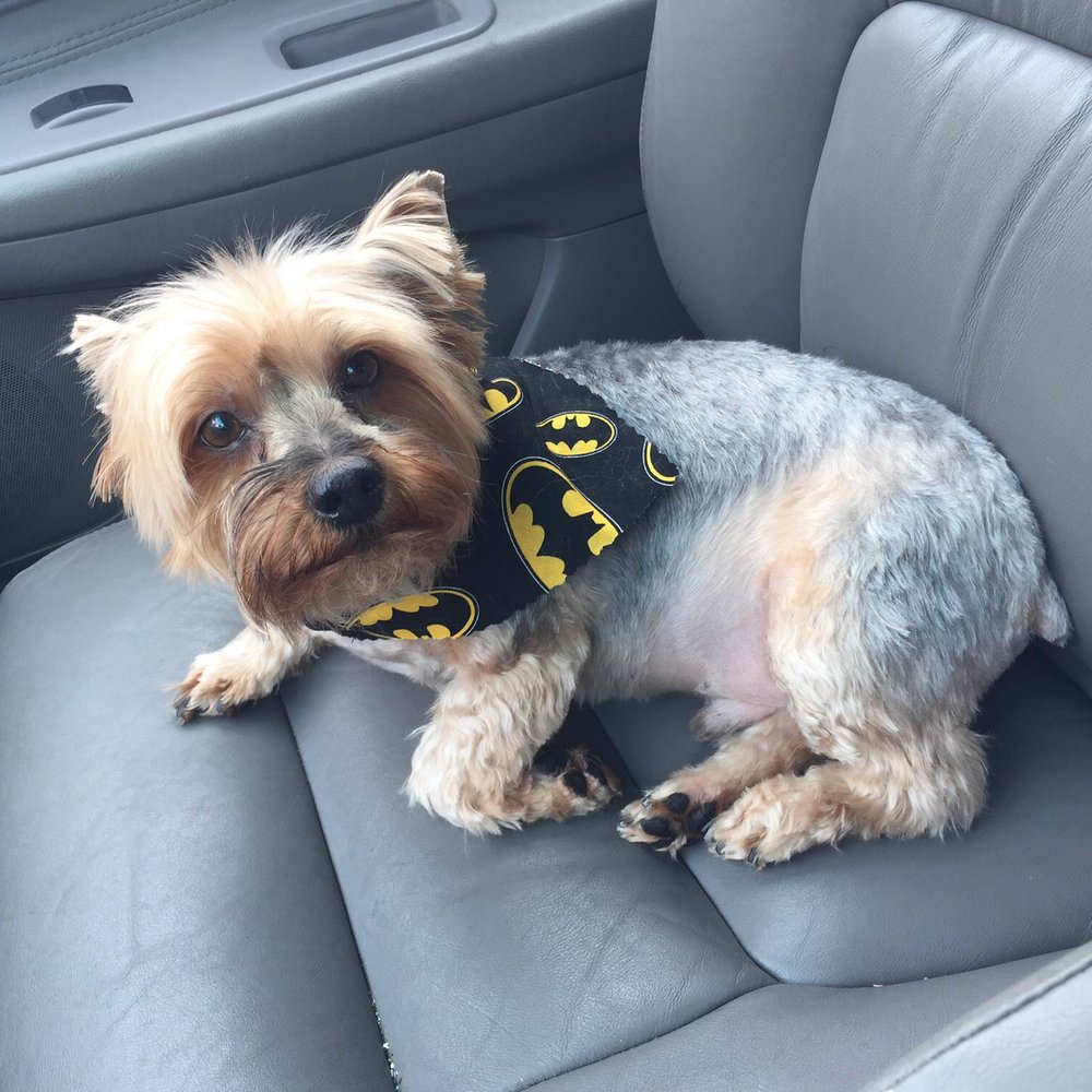 Pampered Pooch - Rupert the yorkie AFTER SO FRESH SO CLEAN! - Pet Groomers Near Me - San Antonio, Texas Pampered Pooch - Rupert the yorkie AFTER SO FRESH SO CLEAN! - Pet Groomers Near Me - San Antonio, Texas