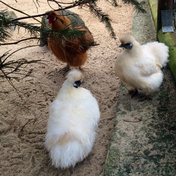Zoo der Minis - Zoos Near Me - Aue, SN Zoo der Minis - Zoos Near Me - Aue, SN
