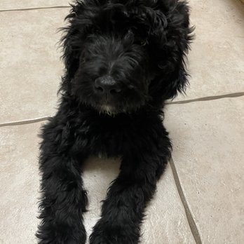 Ikadoodles - Willis! - Pet Breeders Near Me - Oakdale, California