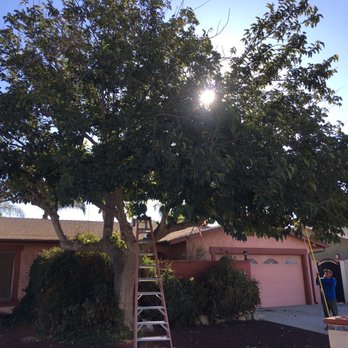 Lucero Tree Service - Before - Tree Services Near Me Lucero Tree Service - Before - Tree Services Near Me