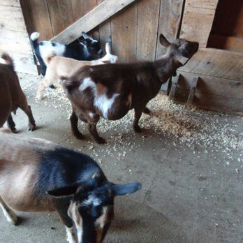 Sunflower Farm Creamery - Cheese Shops Near Me - Cumberland, Maine