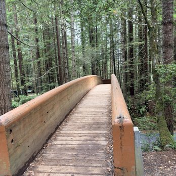 Lady Bird Johnson Grove - Hiking Near Me - Orick, California