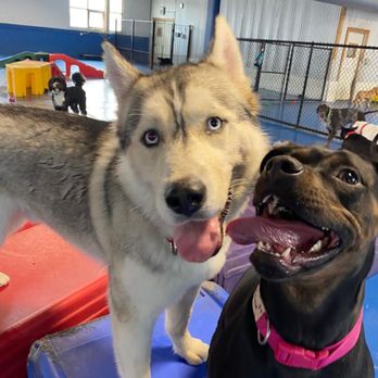 Stay Dog Hotel - Ice & Friend - Pet Groomers Near Me - Chicago, Illinois Stay Dog Hotel - Ice & Friend - Pet Groomers Near Me - Chicago, Illinois