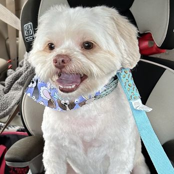 Petco - After! - Pet Stores Near Me - Union City, California