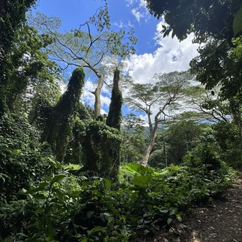 Mānoa Falls Trail - Trail - Hiking Near Me - Honolulu, Hawaii