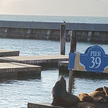 PIER 39 - Sea lions - Shopping Centers Near Me - San Francisco, California PIER 39 - Sea lions - Shopping Centers Near Me - San Francisco, California