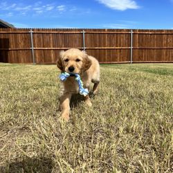 Golden Puppies - Honey - Playing with her rope!