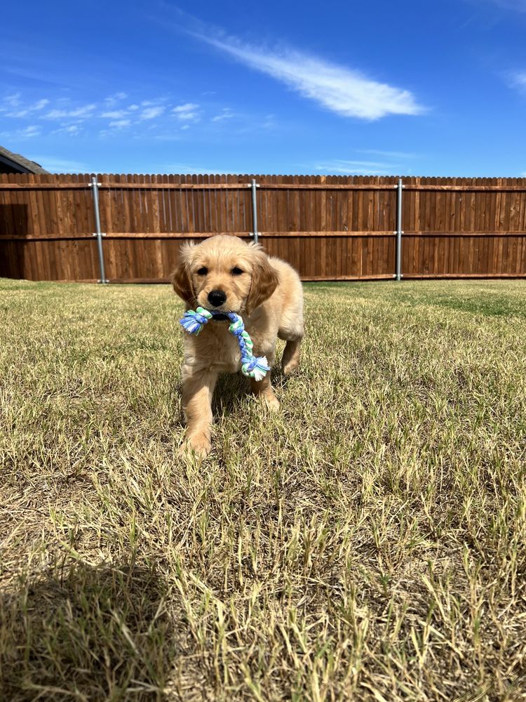 Golden Puppies - pet boarding facility in Amite City, LA